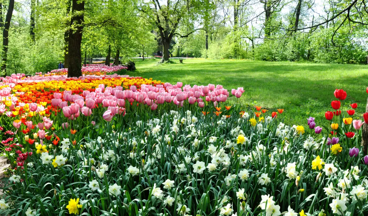 SC - Piante aromatiche e merlo in giardino